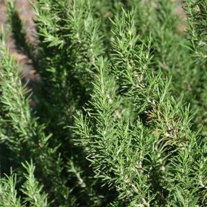 Herb Rosemary4"