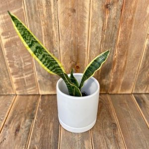Sansevieria Laurentii 3"