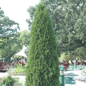 Arborvitae Emerald Green #20