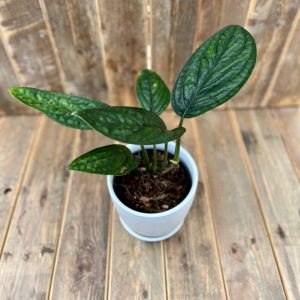 Monstera Peru 4"