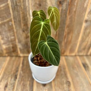 Philodendron Melanochrysum 4"