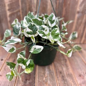Pothos Pearls and Jade Hanging Basket 8"