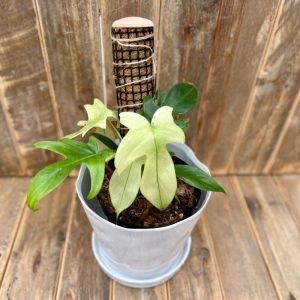 Philodendron Florida Ghost 6"