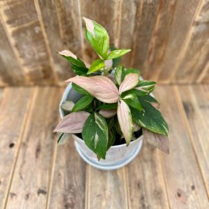 Syngonium Pink Splash 6"