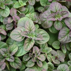 Oregano 4" pot