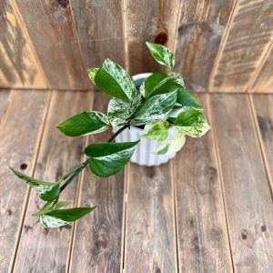 Pothos Marble Queen 4"