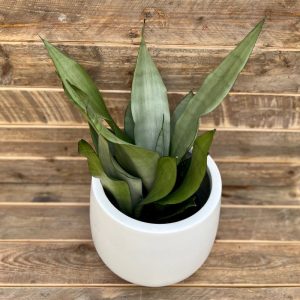 Sansevieria Moonshine 6"