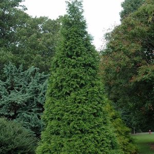 Arborvitae Green Giant #15