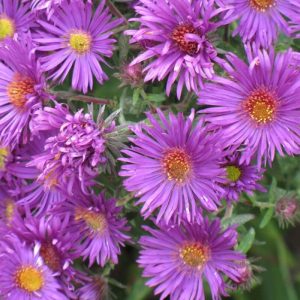 Aster Wood's Purple #1