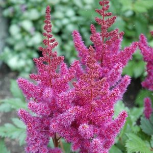 Astilbe Visions #1