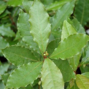 Sweet Bayleaf #1
