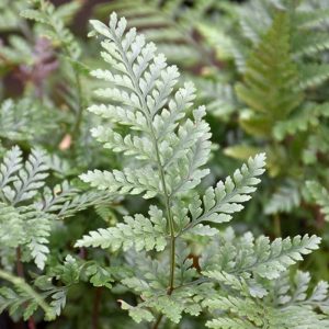 Rabbits Foot Fern 4.5"