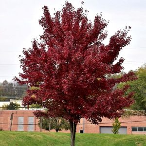Maple Red Brandywine #45