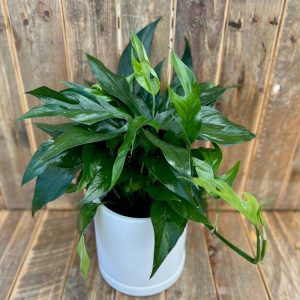 Pothos Baltic Blue 6"