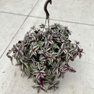 Wandering Dude 10" Hanging Basket
