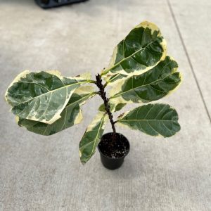 Fig Fiddle Leaf Variegated 5"