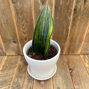 Sansevieria Whale Fin Variegated 6"