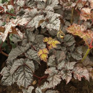 Astilbe Dark Side of the Moon #1