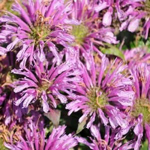 Bee Balm Leading Lady Amethyst #1