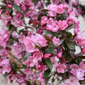 Crabapple Gladiator #10