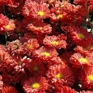 Mammoth Mum Dark Bronze Daisy #2