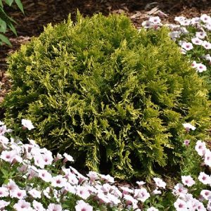 Arborvitae Anna's Magic Ball #2