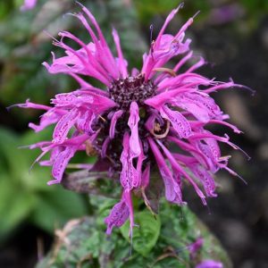 Bee Balm Leading Lady Plum