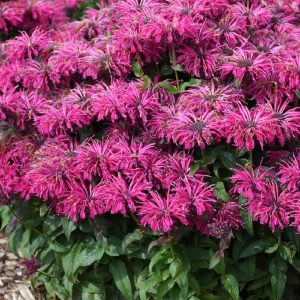 Bee Balm Leading Lady Razzberry #1