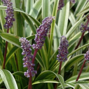 Lilyturf Variegated #1