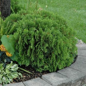 Arborvitae Danica #5-6