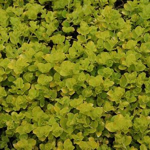 Summer-blooming shrubs and perennials for full sun add vibrant color and texture to the landscape, thriving in sunny spots while providing long-lasting beauty throughout the warmer months in Des Moines