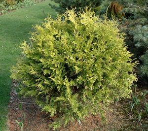 Arborvitae Golden Globe #5