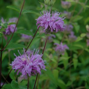 Wild Beebalm Local Eco #1