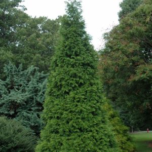 Arborvitae Green Giant #25