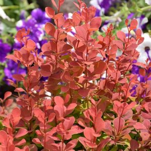 Barberry Orange Rocket #2