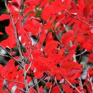 Black Gum Firestarter #20