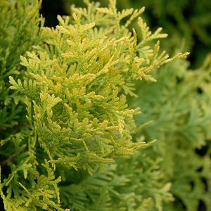 Arborvitae Jantar #10