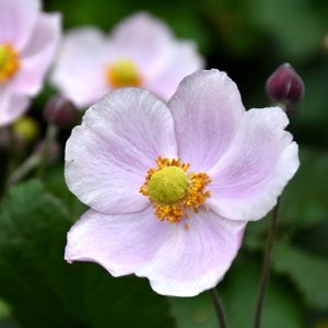 Anemone September Charm #1