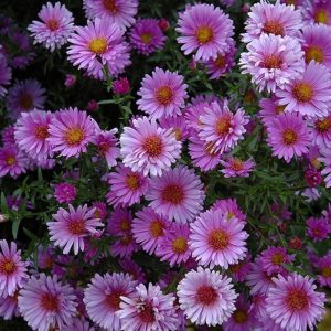 Aster Purple Dome #1