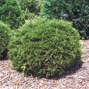 Arborvitae Hetz Midget #3