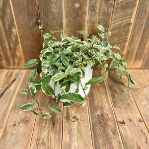 Ficus Radicans Variegata 6"