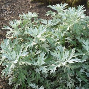 Artemisia Silver Lining #1