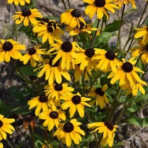 Black Eyed Susan Local Eco #1
