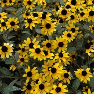 Brown-Eyed Susan Local Eco #1