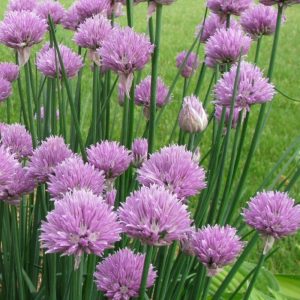 Herb Chive Onion