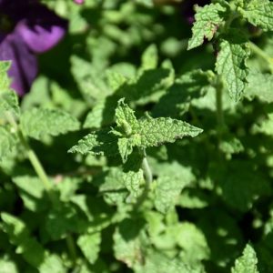 Strawberry Mint 4" pot