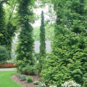 Arborvitae Sting #3
