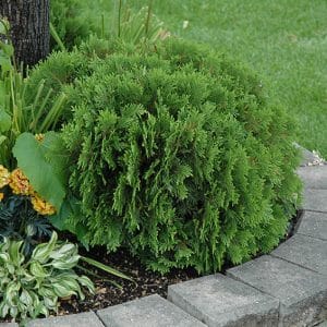 Arborvitae Danica #3
