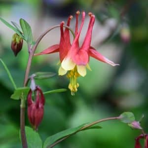 Native Columbine #1