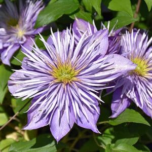 Vine Clematis Crystal Fountain #2